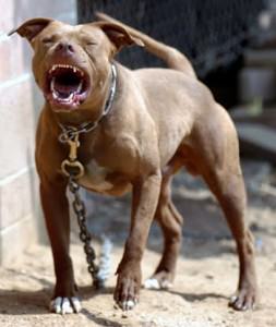 aggressive pitbull in Ventura County, California